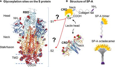 SP-A binding to the SARS-CoV-2 spike protein using hybrid quantum and classical in silico modeling and molecular pruning by Quantum Approximate Optimization Algorithm (QAOA) Based MaxCut with ZDOCK